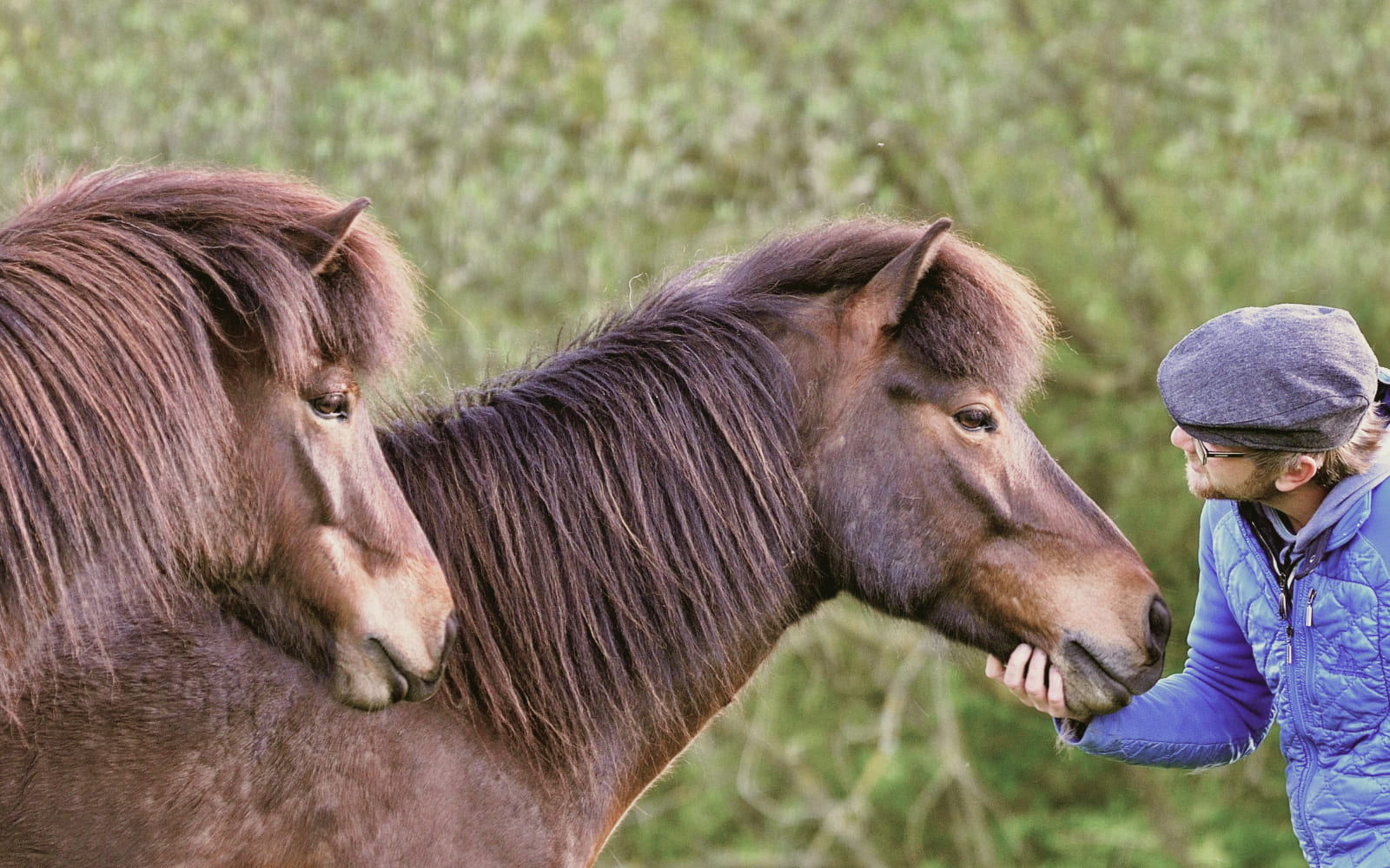 Ein Mann mit Mütze und Brille streichelt sanft ein braunes Islandpferd, während ein weiteres Pferd daneben steht.