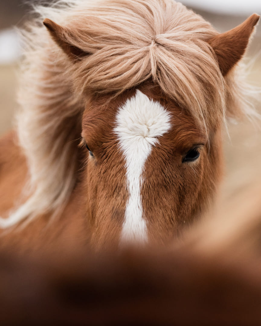 Ein fuchsfarbenes Islandpferd mit heller Mähne und markanter Blesse blickt direkt in die Kamera.