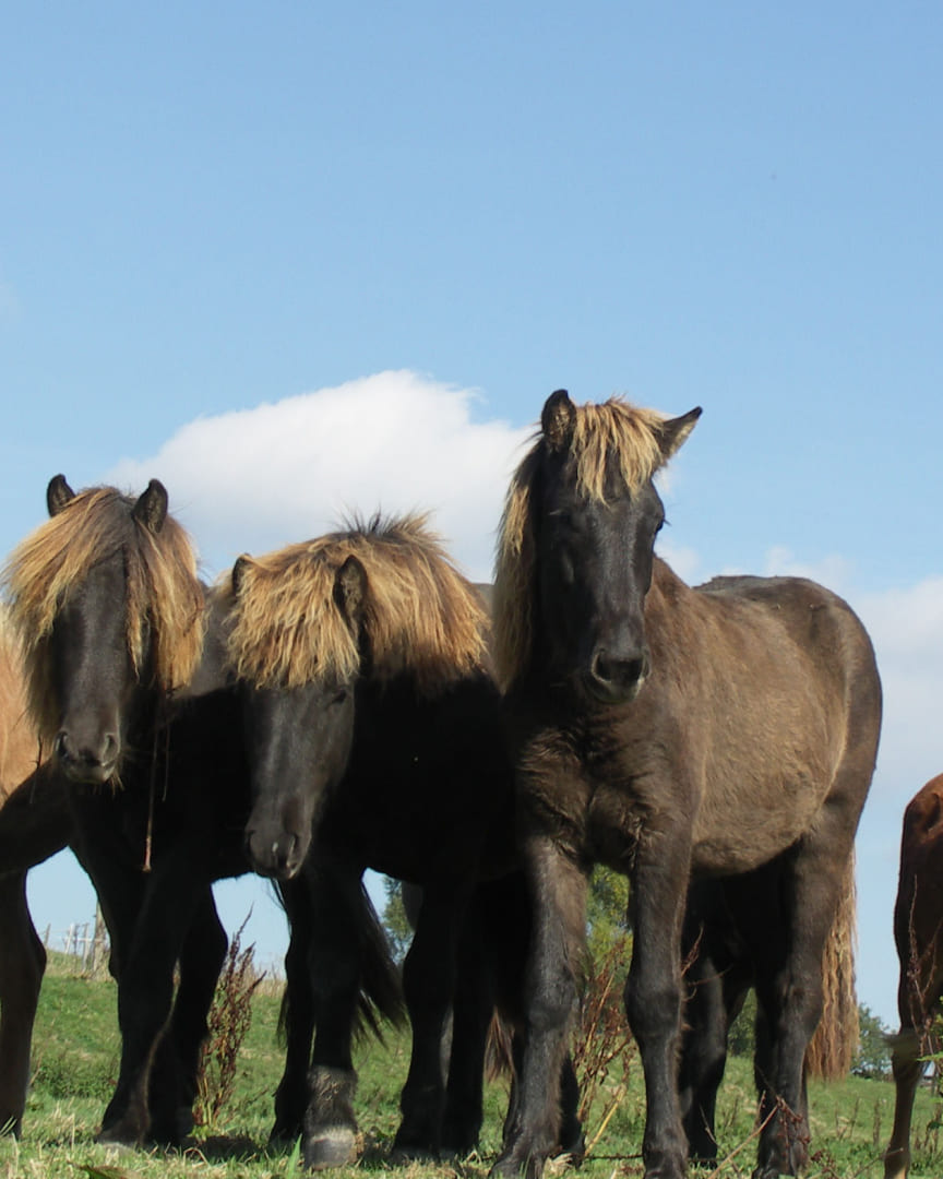Drei Islandpferde mit dunklem Fell und heller Mähne stehen gemeinsam auf einer Weide unter blauem Himmel.